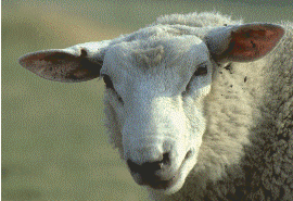 Hall&ouml;chen und herzlich willkommen auf Siegi's Homepage!